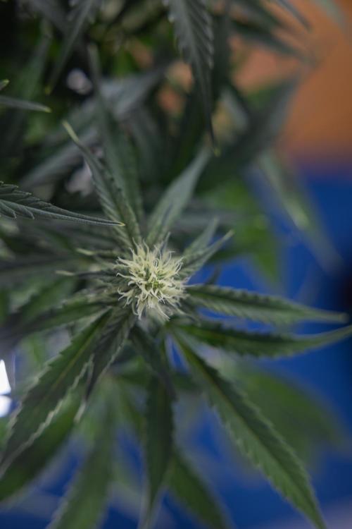 Watermelon Candy #1 -  Zamnesia x B&B. Week 6 - Watermelon Candy Automatic #1 - Boom - Week 6/7 - No Techniques