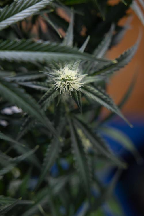 Watermelon Candy #1 -  Zamnesia x B&B. Week 6 - Watermelon Candy Automatic #1 - Boom - Week 6/7 - No Techniques