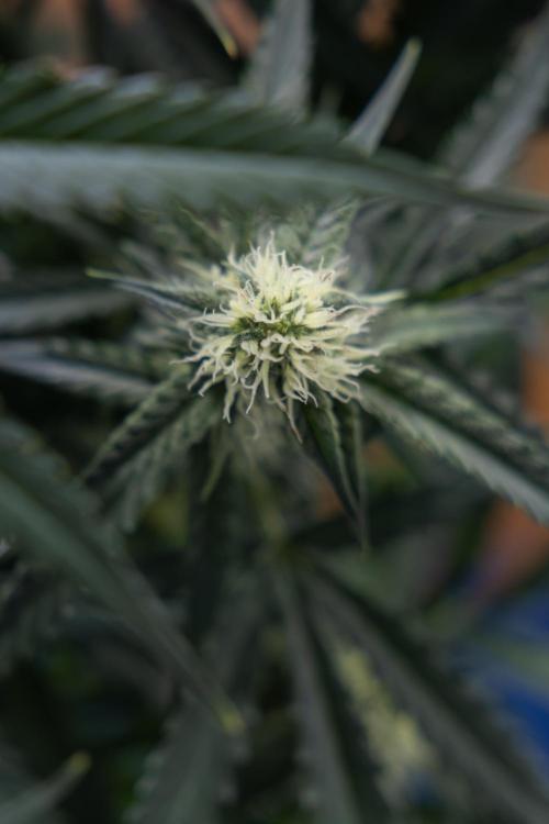 Watermelon Candy #1 -  Zamnesia x B&B. Week 6 - Watermelon Candy Automatic #1 - Boom - Week 6/7 - No Techniques