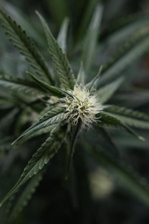 Watermelon Candy #1 -  Zamnesia x B&B. Week 6 - Watermelon Candy Automatic #1 - Boom - Week 6/7 - No Techniques