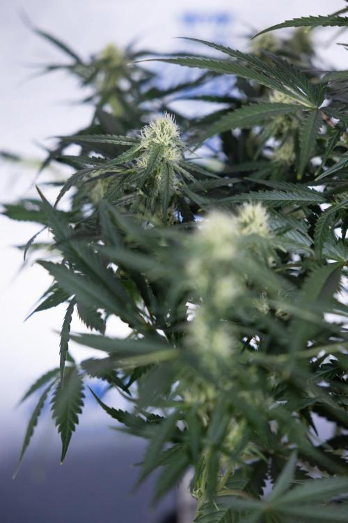 Watermelon Candy #1 -  Zamnesia x B&B. Week 6 - Watermelon Candy Automatic #1 - Boom - Week 6/7 - No Techniques