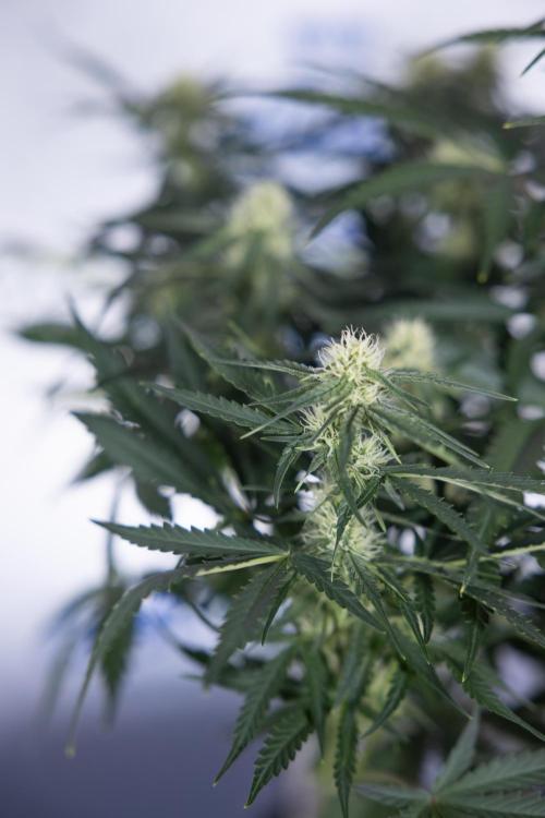 Watermelon Candy #1 -  Zamnesia x B&B. Week 6 - Watermelon Candy Automatic #1 - Boom - Week 6/7 - No Techniques