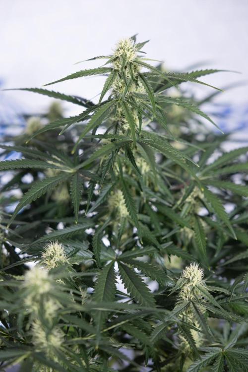 Watermelon Candy #1 -  Zamnesia x B&B. Week 6 - Watermelon Candy Automatic #1 - Boom - Week 6/7 - No Techniques