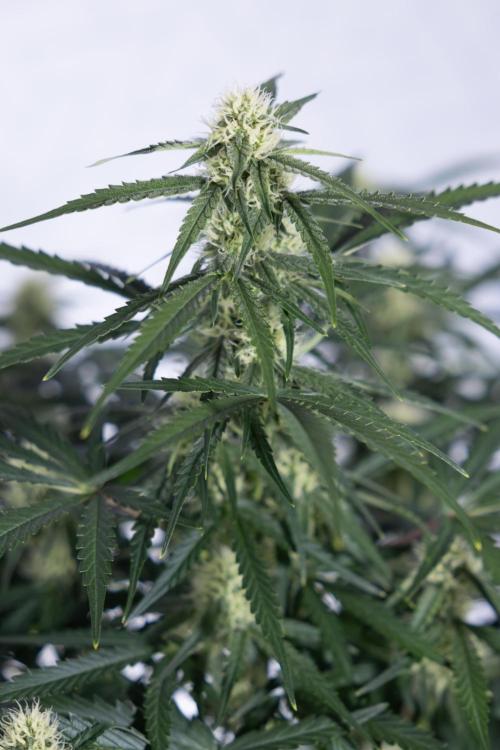 Watermelon Candy #1 -  Zamnesia x B&B. Week 6 - Watermelon Candy Automatic #1 - Boom - Week 6/7 - No Techniques