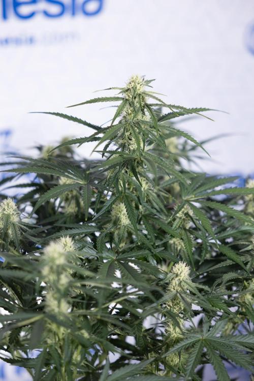 Watermelon Candy #1 -  Zamnesia x B&B. Week 6 - Watermelon Candy Automatic #1 - Boom - Week 6/7 - No Techniques