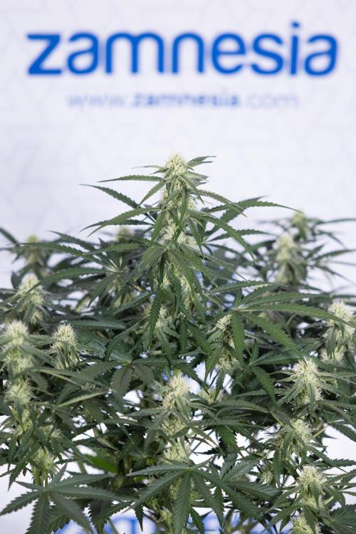 Watermelon Candy #1 -  Zamnesia x B&B. Week 6 - Watermelon Candy Automatic #1 - Boom - Week 6/7 - No Techniques