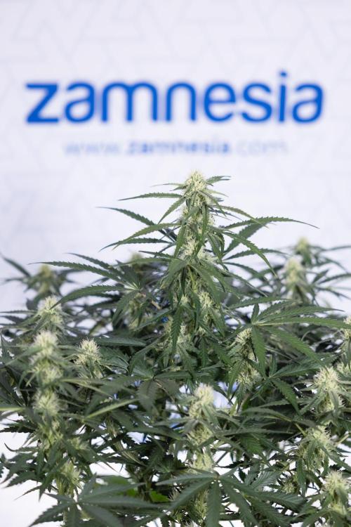 Watermelon Candy #1 -  Zamnesia x B&B. Week 6 - Watermelon Candy Automatic #1 - Boom - Week 6/7 - No Techniques