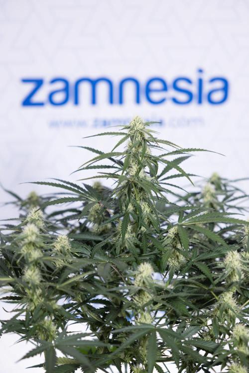 Watermelon Candy #1 -  Zamnesia x B&B. Week 6 - Watermelon Candy Automatic #1 - Boom - Week 6/7 - No Techniques