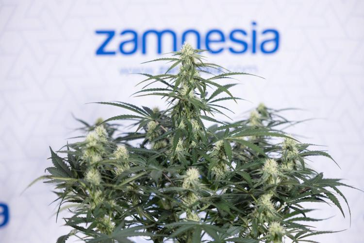 Watermelon Candy #1 -  Zamnesia x B&B. Week 6 - Watermelon Candy Automatic #1 - Boom - Week 6/7 - No Techniques