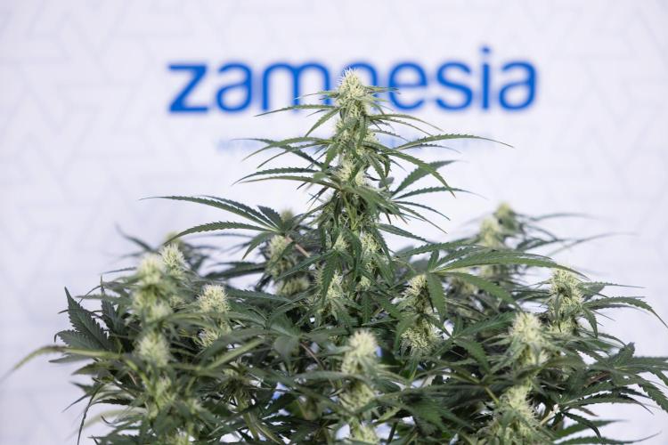 Watermelon Candy #1 -  Zamnesia x B&B. Week 6 - Watermelon Candy Automatic #1 - Boom - Week 6/7 - No Techniques