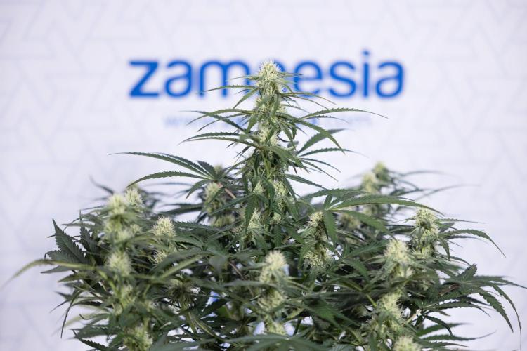 Watermelon Candy #1 -  Zamnesia x B&B. Week 6 - Watermelon Candy Automatic #1 - Boom - Week 6/7 - No Techniques