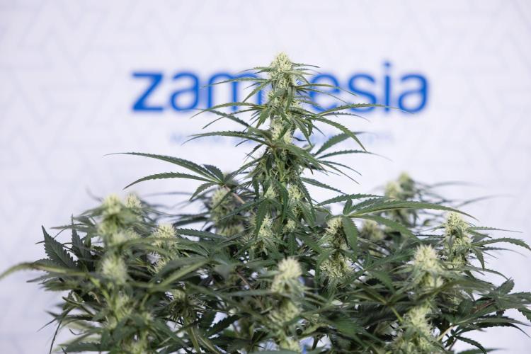 Watermelon Candy #1 -  Zamnesia x B&B. Week 6 - Watermelon Candy Automatic #1 - Boom - Week 6/7 - No Techniques