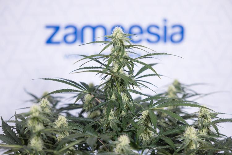 Watermelon Candy #1 -  Zamnesia x B&B. Week 6 - Watermelon Candy Automatic #1 - Boom - Week 6/7 - No Techniques