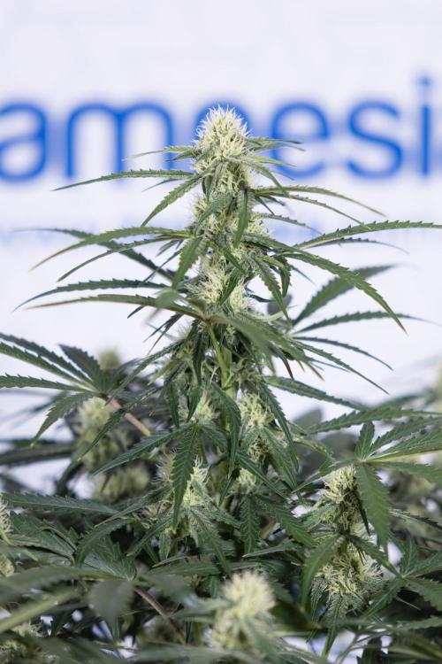 Watermelon Candy #1 -  Zamnesia x B&B. Week 6 - Watermelon Candy Automatic #1 - Boom - Week 6/7 - No Techniques