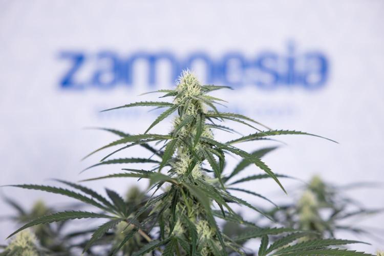 Watermelon Candy #1 -  Zamnesia x B&B. Week 6 - Watermelon Candy Automatic #1 - Boom - Week 6/7 - No Techniques