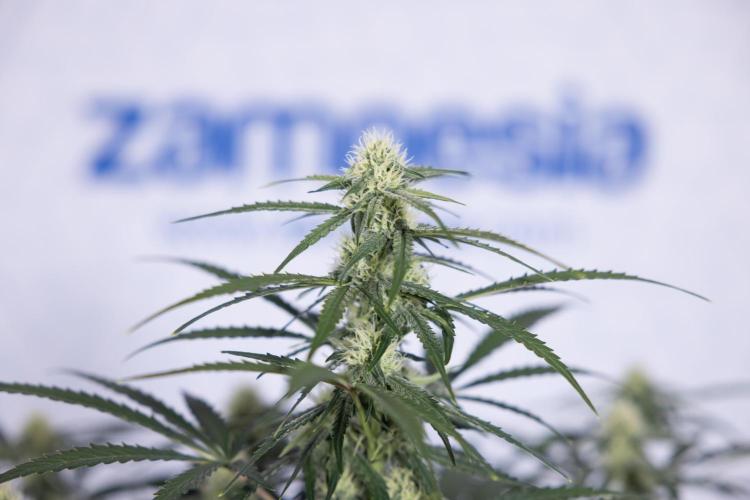 Watermelon Candy #1 -  Zamnesia x B&B. Week 6 - Watermelon Candy Automatic #1 - Boom - Week 6/7 - No Techniques