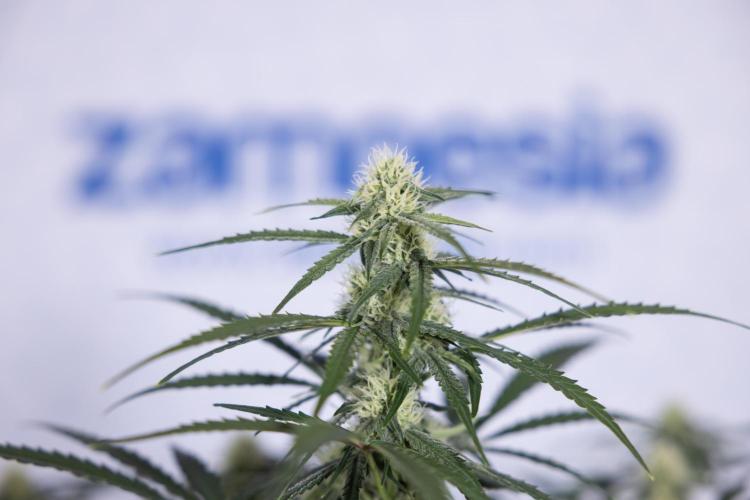 Watermelon Candy #1 -  Zamnesia x B&B. Week 6 - Watermelon Candy Automatic #1 - Boom - Week 6/7 - No Techniques