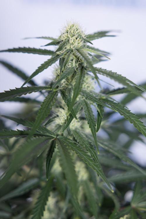 Watermelon Candy #1 -  Zamnesia x B&B. Week 6 - Watermelon Candy Automatic #1 - Boom - Week 6/7 - No Techniques