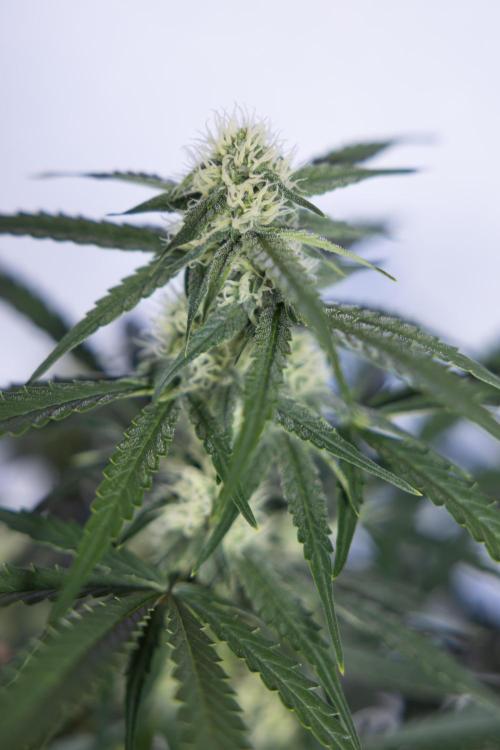 Watermelon Candy #1 -  Zamnesia x B&B. Week 6 - Watermelon Candy Automatic #1 - Boom - Week 6/7 - No Techniques