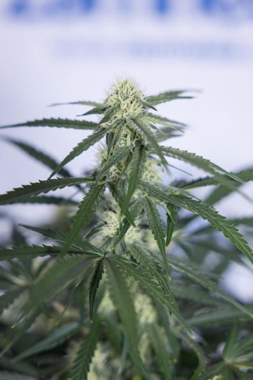 Watermelon Candy #1 -  Zamnesia x B&B. Week 6 - Watermelon Candy Automatic #1 - Boom - Week 6/7 - No Techniques