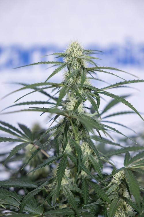 Watermelon Candy #1 -  Zamnesia x B&B. Week 6 - Watermelon Candy Automatic #1 - Boom - Week 6/7 - No Techniques