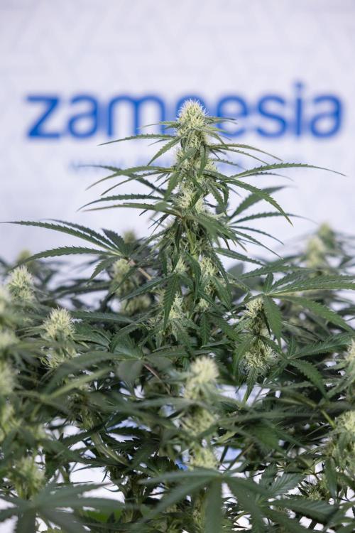 Watermelon Candy #1 -  Zamnesia x B&B. Week 6 - Watermelon Candy Automatic #1 - Boom - Week 6/7 - No Techniques