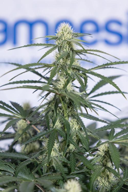 Watermelon Candy #1 -  Zamnesia x B&B. Week 6 - Watermelon Candy Automatic #1 - Boom - Week 6/7 - No Techniques