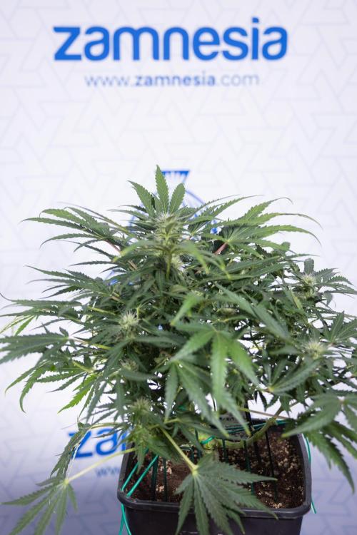 Critical Cheese Auto #1 - Zamnesia x B&B. Week 6 - Critical Cheese Automatic #1 - Bloom - Week 6/7