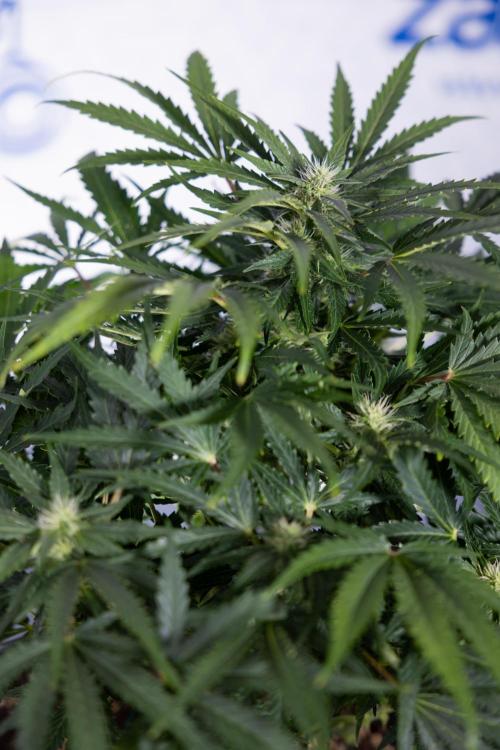 Critical Cheese Auto #1 - Zamnesia x B&B. Week 6 - Critical Cheese Automatic #1 - Bloom - Week 6/7