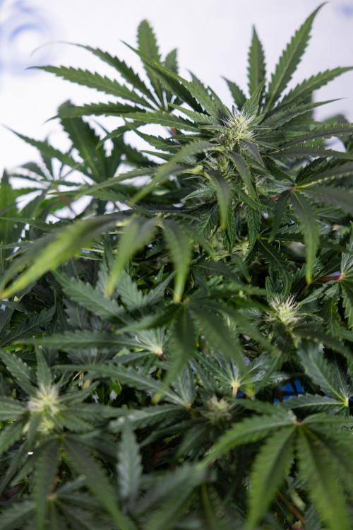 Critical Cheese Auto #1 - Zamnesia x B&B. Week 6 - Critical Cheese Automatic #1 - Bloom - Week 6/7