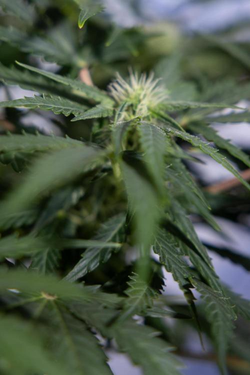 Critical Cheese Auto #1 - Zamnesia x B&B. Week 6 - Critical Cheese Automatic #1 - Bloom - Week 6/7