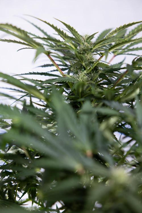 Critical Cheese Auto #1 - Zamnesia x B&B. Week 6 - Critical Cheese Automatic #1 - Bloom - Week 6/7