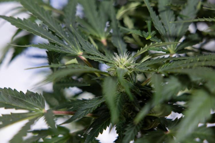 Critical Cheese Auto #1 - Zamnesia x B&B. Week 6 - Critical Cheese Automatic #1 - Bloom - Week 6/7