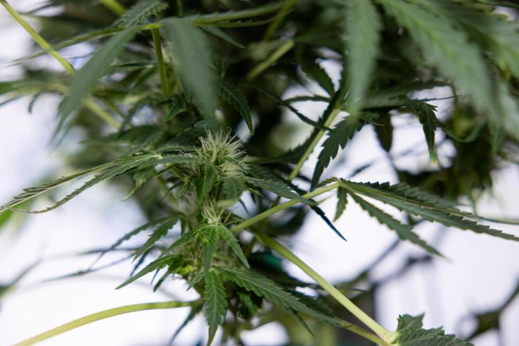 Critical Cheese Auto #1 - Zamnesia x B&B. Week 6 - Critical Cheese Automatic #1 - Bloom - Week 6/7