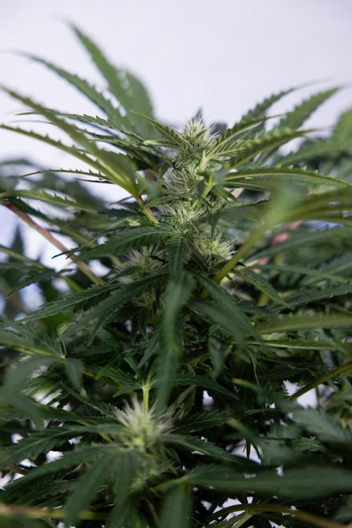 Critical Cheese Auto #1 - Zamnesia x B&B. Week 6 - Critical Cheese Automatic #1 - Bloom - Week 6/7