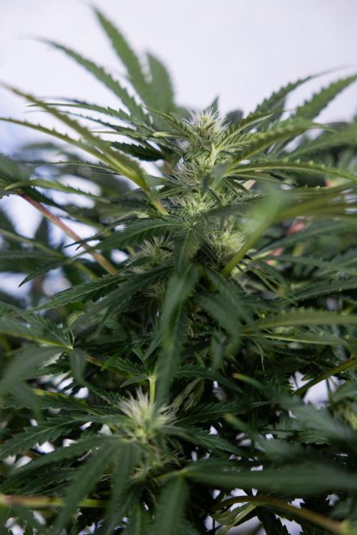 Critical Cheese Auto #1 - Zamnesia x B&B. Week 6 - Critical Cheese Automatic #1 - Bloom - Week 6/7