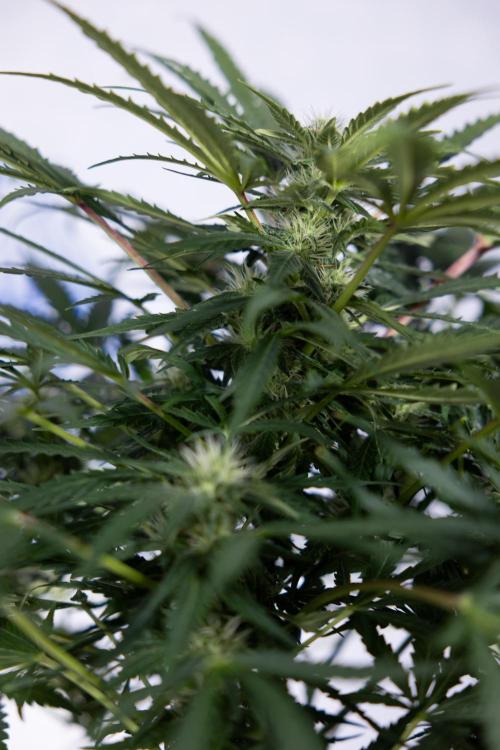 Critical Cheese Auto #1 - Zamnesia x B&B. Week 6 - Critical Cheese Automatic #1 - Bloom - Week 6/7