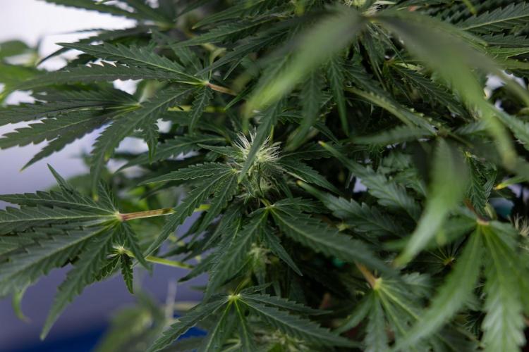 Critical Cheese Auto #1 - Zamnesia x B&B. Week 6 - Critical Cheese Automatic #1 - Bloom - Week 6/7