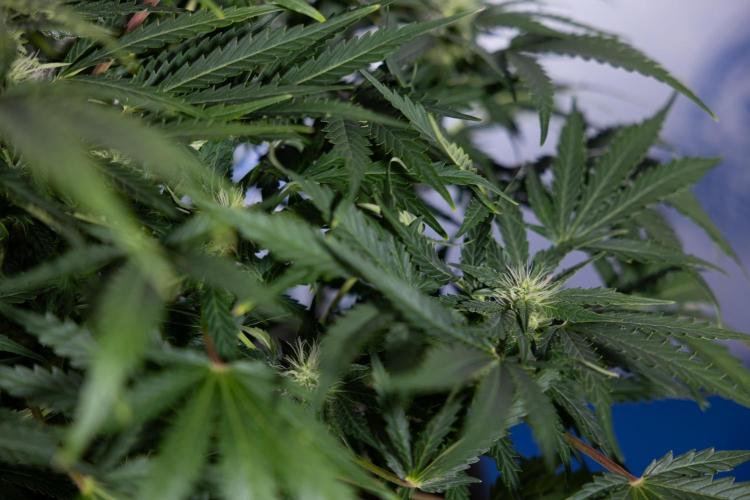 Critical Cheese Auto #1 - Zamnesia x B&B. Week 6 - Critical Cheese Automatic #1 - Bloom - Week 6/7