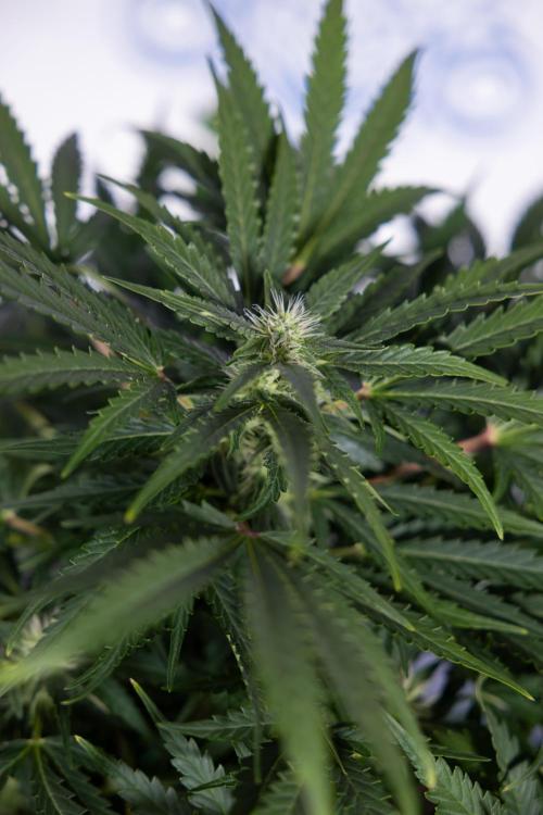 Critical Cheese Auto #1 - Zamnesia x B&B. Week 6 - Critical Cheese Automatic #1 - Bloom - Week 6/7