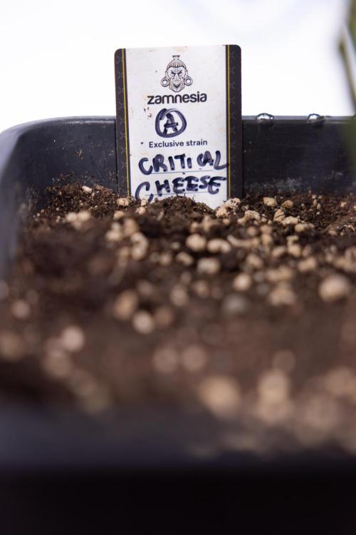 Critical Cheese Auto #2 - Zamnesia x B&B. Week 6 - Critical Cheese #2 - Bloom - Week 6/7