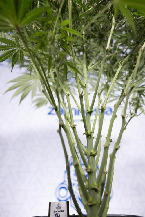 Critical Cheese Auto #2 - Zamnesia x B&B. Week 6 - Critical Cheese #2 - Bloom - Week 6/7