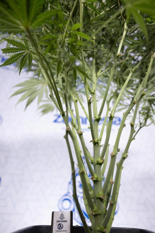 Critical Cheese Auto #2 - Zamnesia x B&B. Week 6 - Critical Cheese #2 - Bloom - Week 6/7