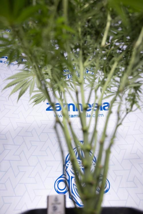 Critical Cheese Auto #2 - Zamnesia x B&B. Week 6 - Critical Cheese #2 - Bloom - Week 6/7