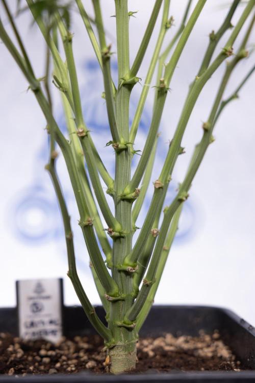 Critical Cheese Auto #2 - Zamnesia x B&B. Week 6 - Critical Cheese #2 - Bloom - Week 6/7