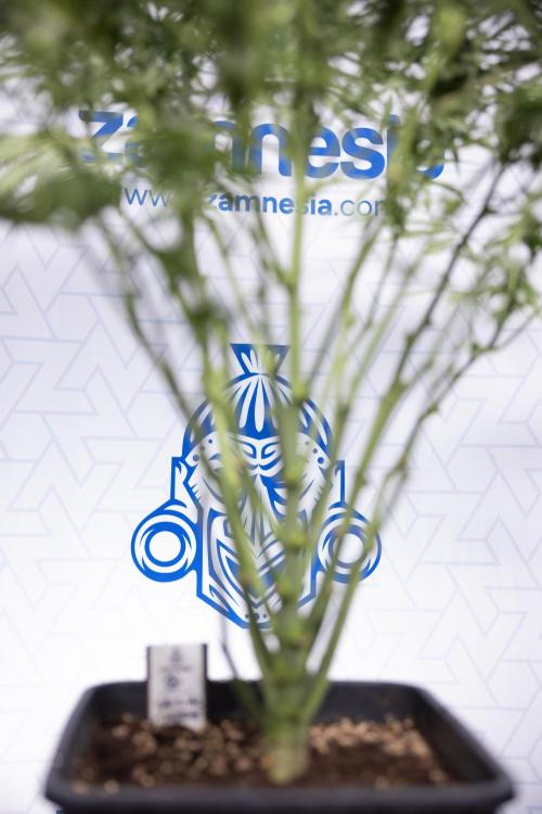 Critical Cheese Auto #2 - Zamnesia x B&B. Week 6 - Critical Cheese #2 - Bloom - Week 6/7