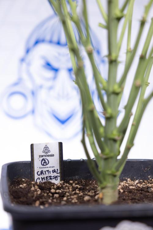 Critical Cheese Auto #2 - Zamnesia x B&B. Week 6 - Critical Cheese #2 - Bloom - Week 6/7