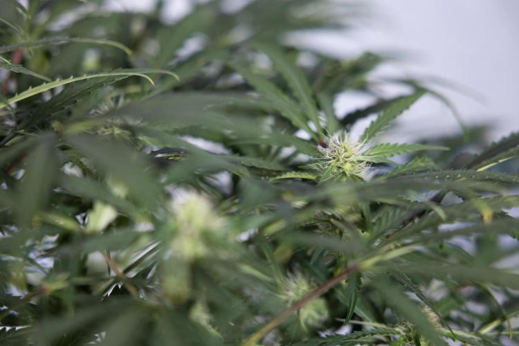 Critical Cheese Auto #2 - Zamnesia x B&B. Week 6 - Critical Cheese #2 - Bloom - Week 6/7