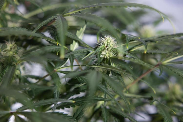 Critical Cheese Auto #2 - Zamnesia x B&B. Week 6 - Critical Cheese #2 - Bloom - Week 6/7