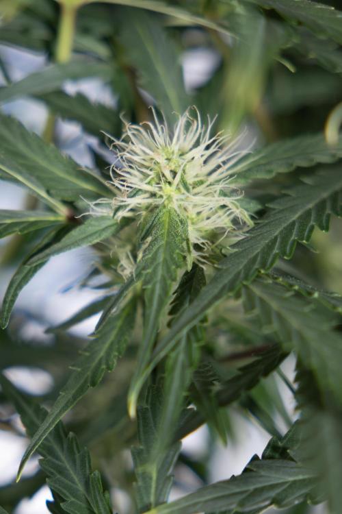 Critical Cheese Auto #2 - Zamnesia x B&B. Week 6 - Critical Cheese #2 - Bloom - Week 6/7